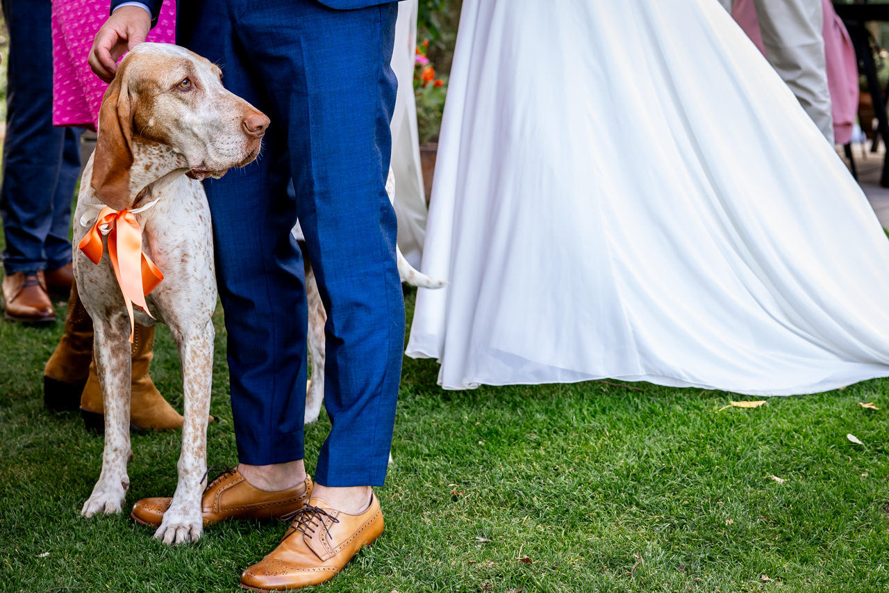 Honden op je bruiloft. Elainefotografie
